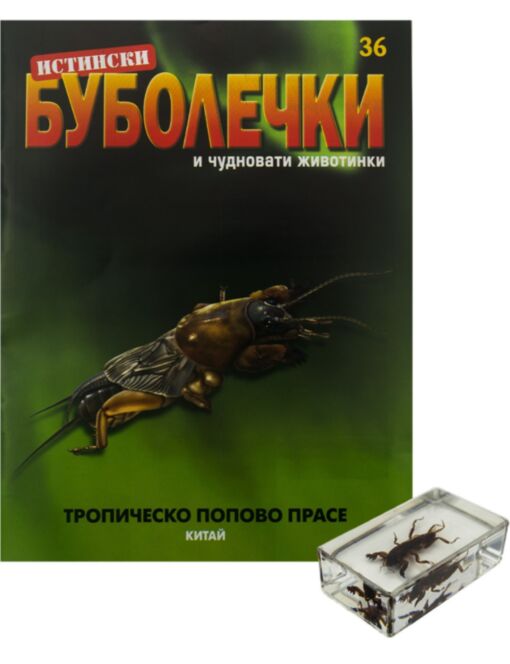 ИСТИНСКИ БУБОЛЕЧКИ - брой 36