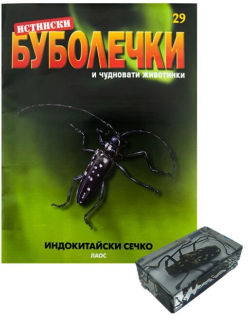 ИСТИНСКИ БУБОЛЕЧКИ - брой 29
