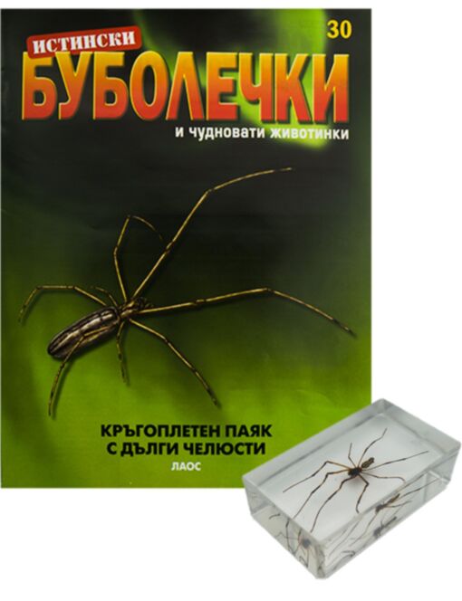 ИСТИНСКИ БУБОЛЕЧКИ - брой 30
