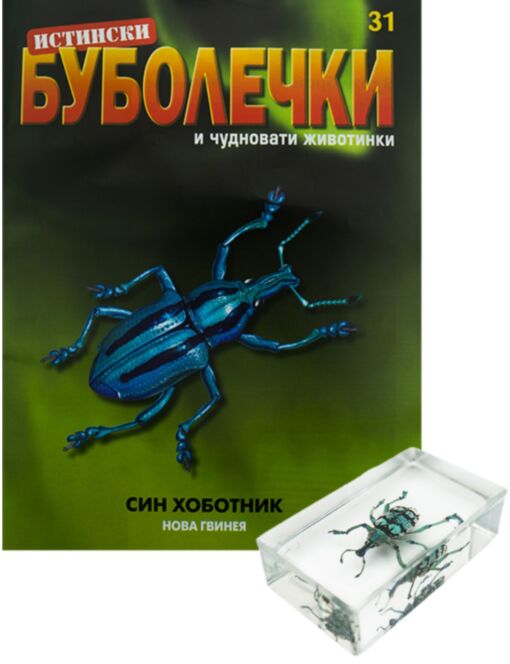 ИСТИНСКИ БУБОЛЕЧКИ - брой 31