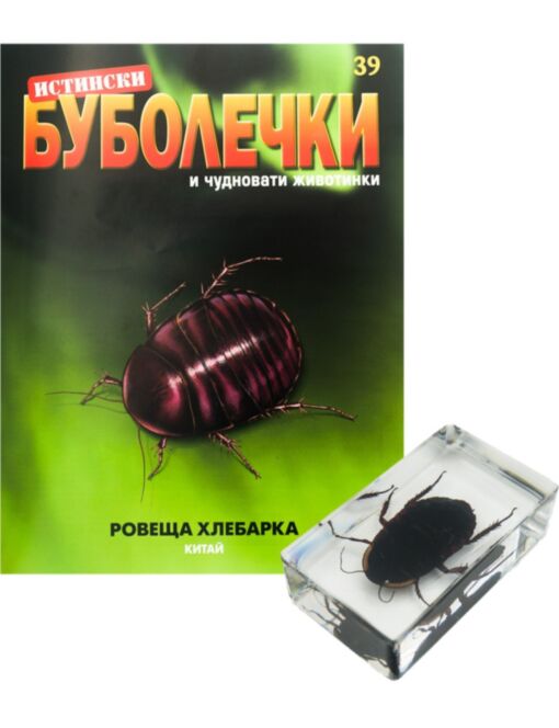 ИСТИНСКИ БУБОЛЕЧКИ - брой 39