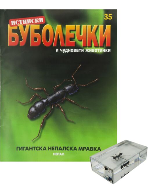 ИСТИНСКИ БУБОЛЕЧКИ - брой 35