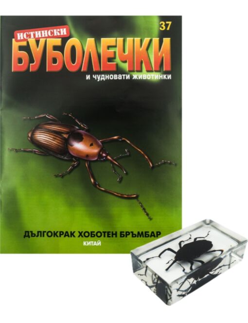 ИСТИНСКИ БУБОЛЕЧКИ - брой 37