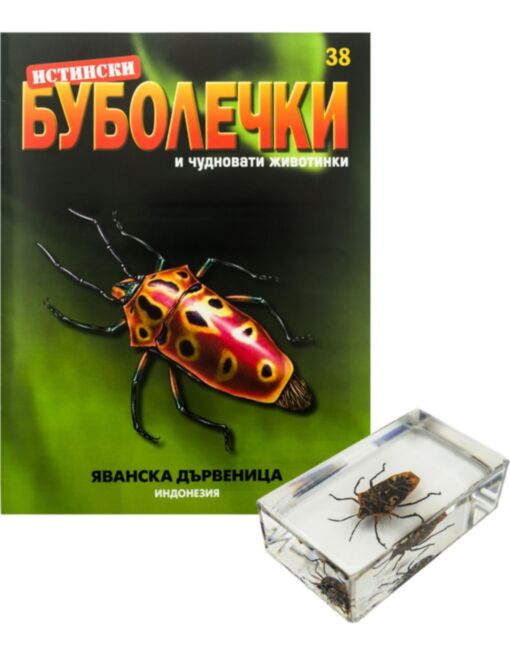 ИСТИНСКИ БУБОЛЕЧКИ - брой 38