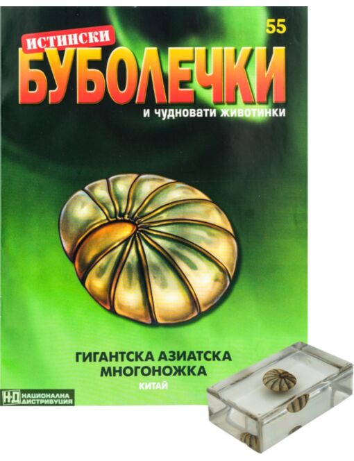 ИСТИНСКИ БУБОЛЕЧКИ - брой 55