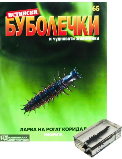 ИСТИНСКИ БУБОЛЕЧКИ - брой 65