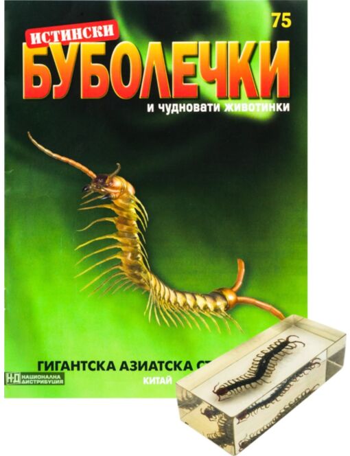 ИСТИНСКИ БУБОЛЕЧКИ - брой 75