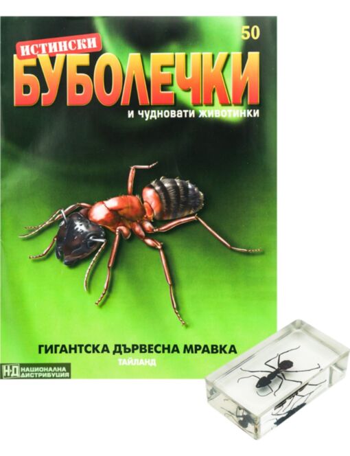 ИСТИНСКИ БУБОЛЕЧКИ - брой 50