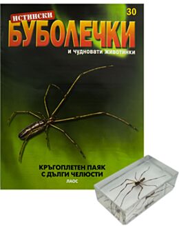 ИСТИНСКИ БУБОЛЕЧКИ - брой 30
