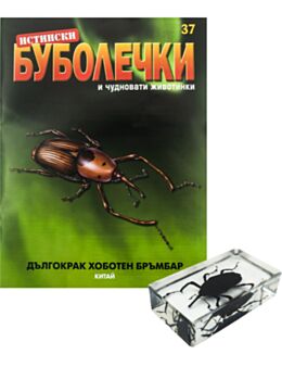 ИСТИНСКИ БУБОЛЕЧКИ - брой 37
