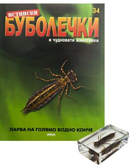 ИСТИНСКИ БУБОЛЕЧКИ - брой 34