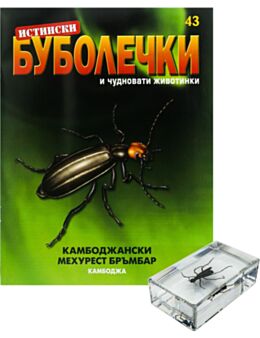 ИСТИНСКИ БУБОЛЕЧКИ - брой 43