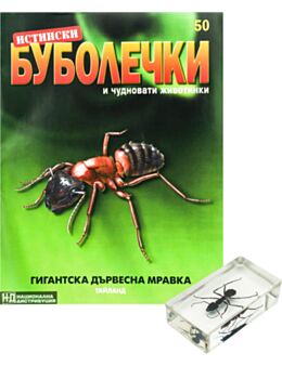 ИСТИНСКИ БУБОЛЕЧКИ - брой 50