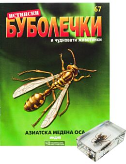 ИСТИНСКИ БУБОЛЕЧКИ - брой 67