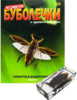 ИСТИНСКИ БУБОЛЕЧКИ - брой 69