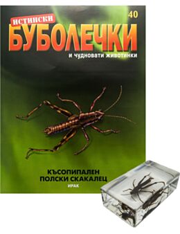 ИСТИНСКИ БУБОЛЕЧКИ - 40 бр.